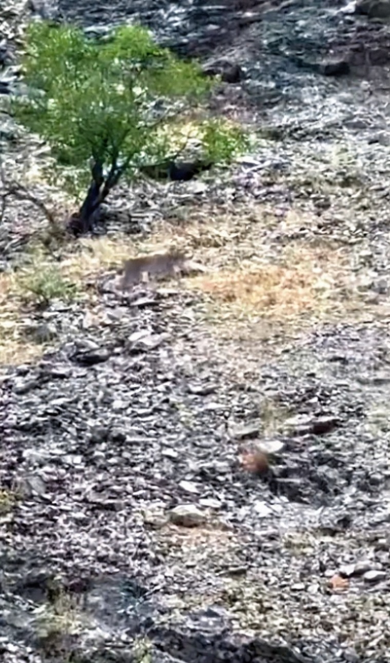 Tunceli'de nesli tükenme tehlikesi altındaki vaşak görüntülendi
