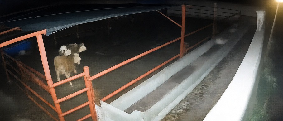 Kırşehir'de mandıraya giren kurtlar iki hayvanı telef etti