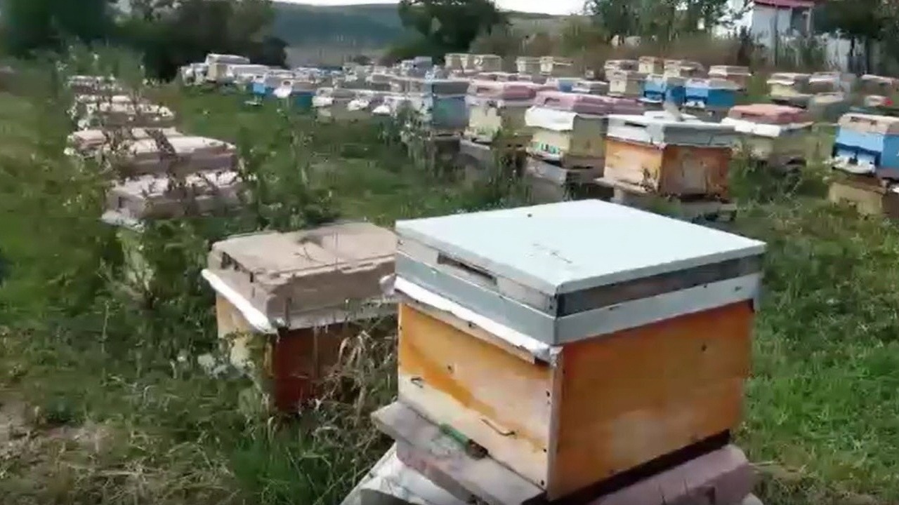 Ardahan'da coğrafi işaretli çiçek balı hasadı 300 tonla tamamlandı