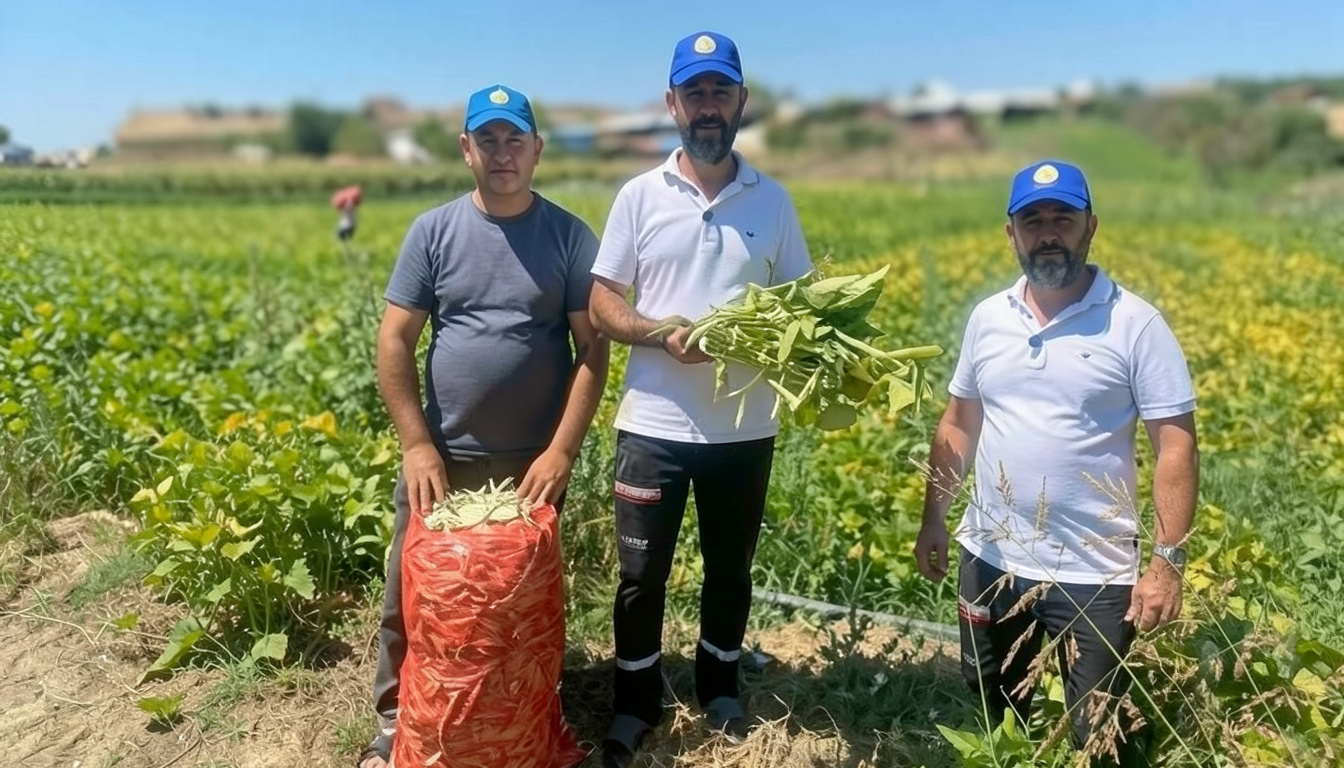 Bursa'da şeker fasulye üretimi 5 yılda bin dönüme ulaştı