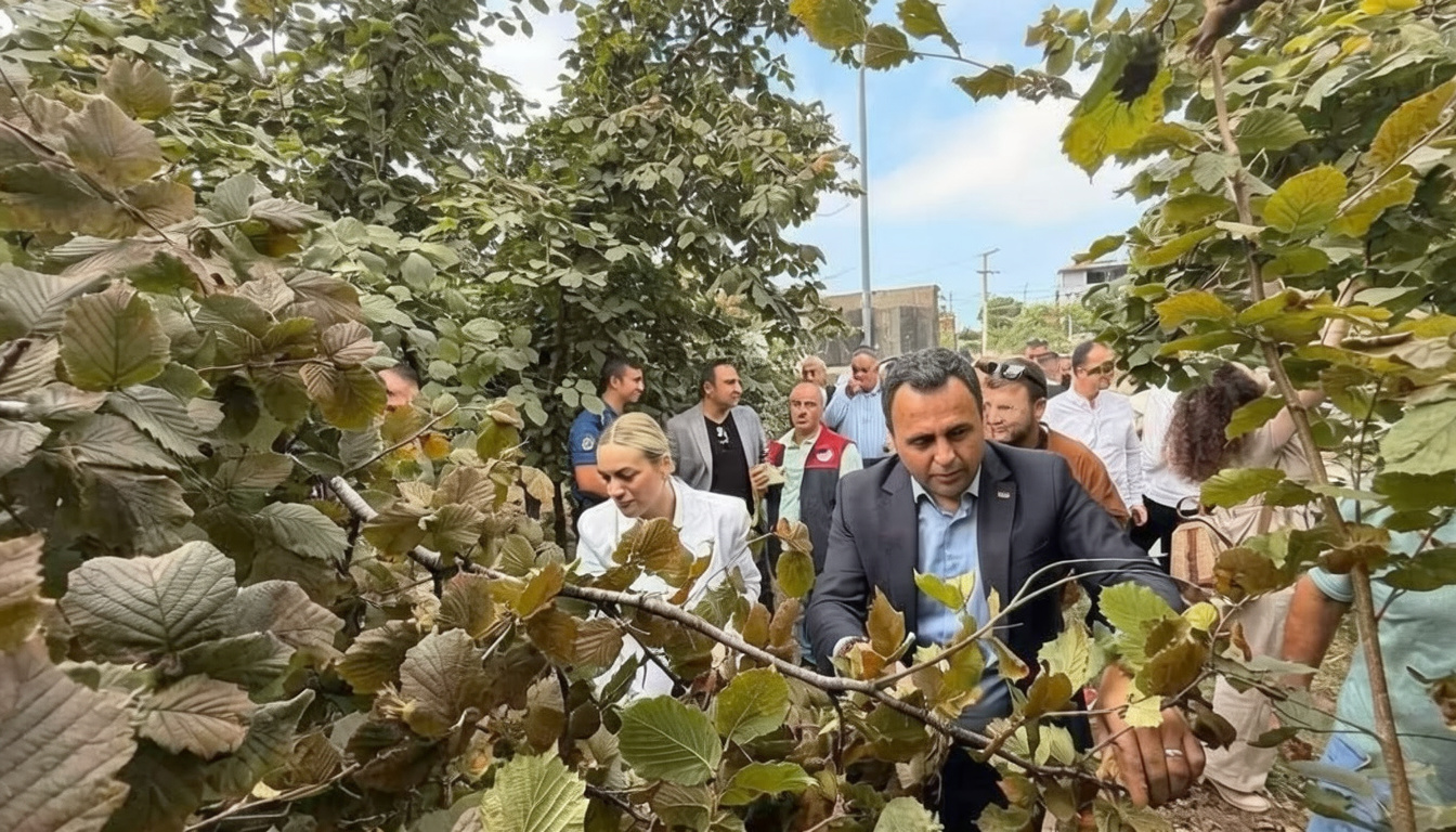 Akçakoca'da geleneksel fındık hasat şenliği düzenlendi