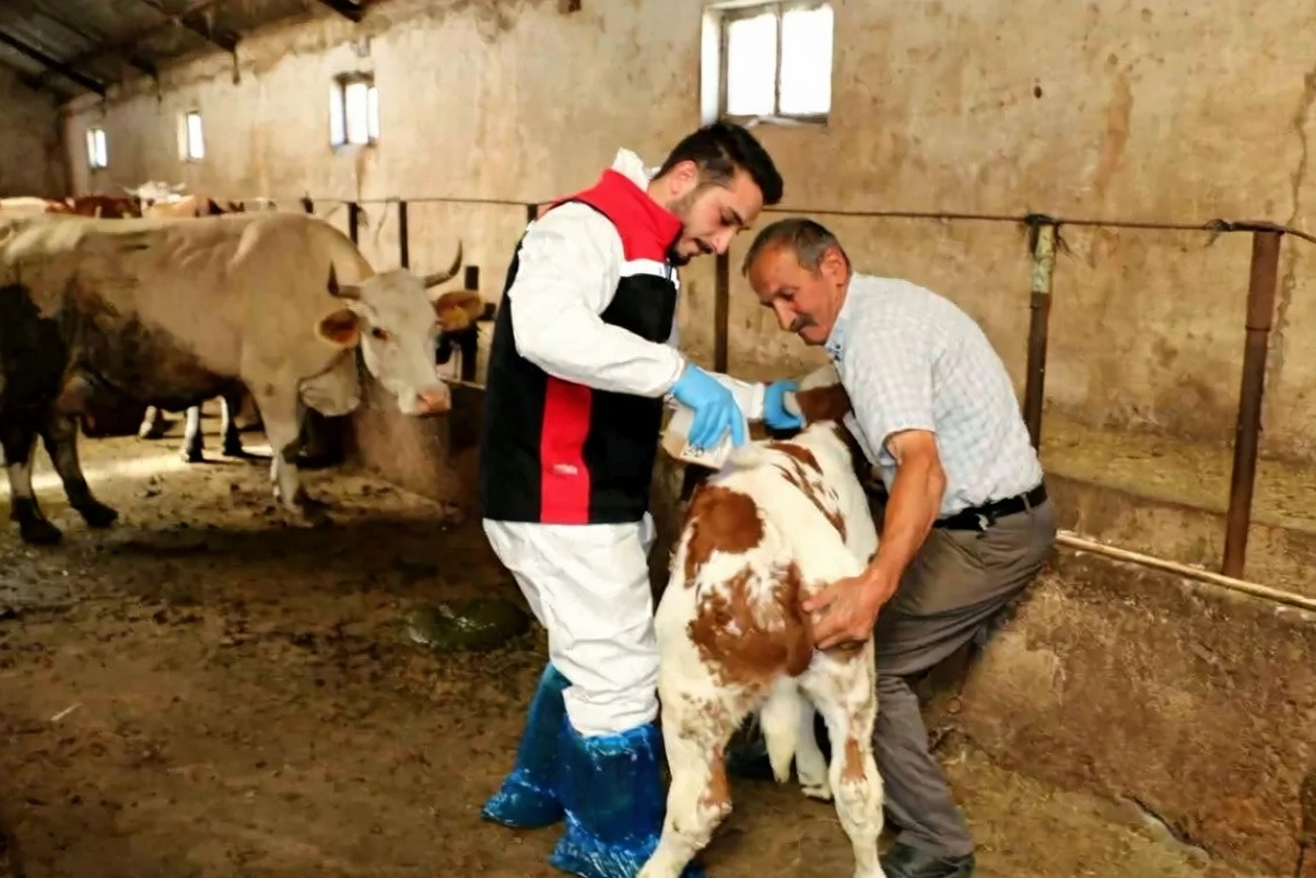 Erzincan'da hayvanları kenelere karşı korumak için ilaçlama başlatıldı
