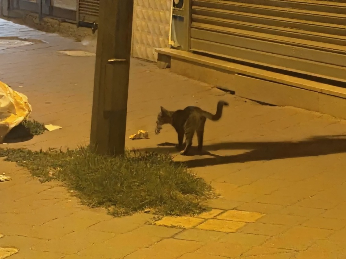Iğdır'da bir kedi yakaladığı fareyle 20 dakika boyunca oynadı