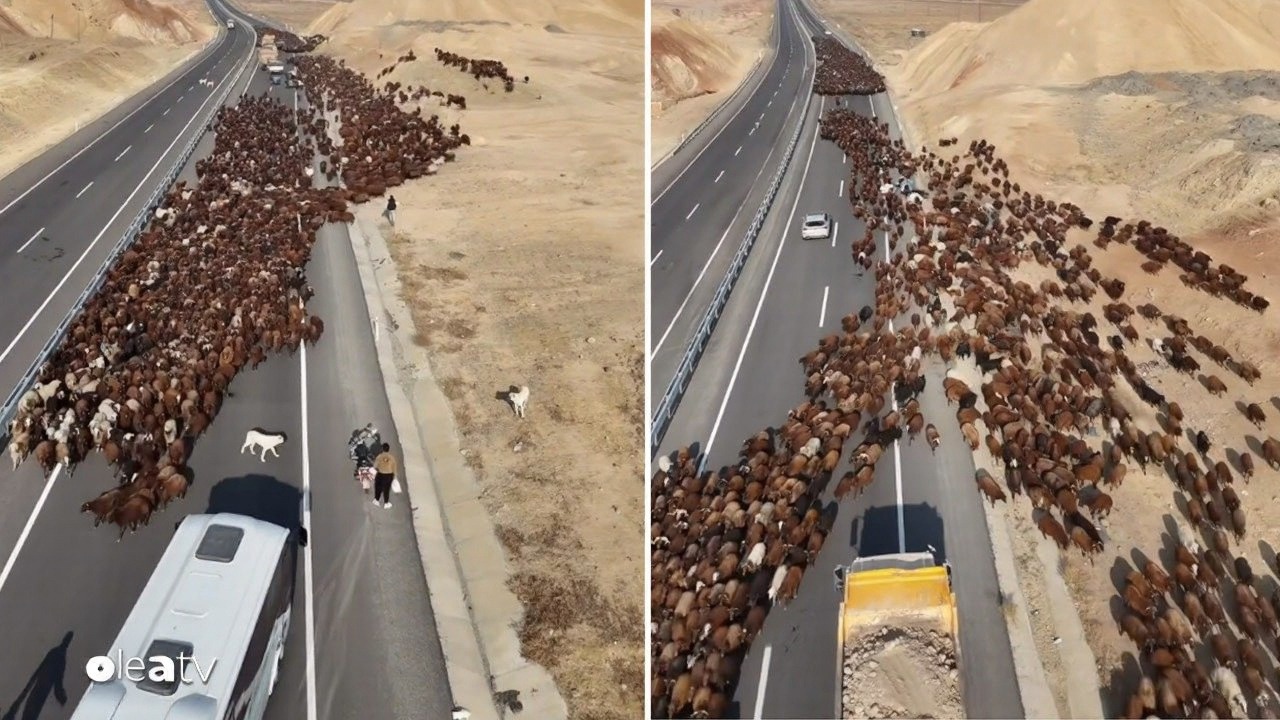 Göçer ailelerin binlerce koyunla Iğdır'a dönüş yolculuğu başladı