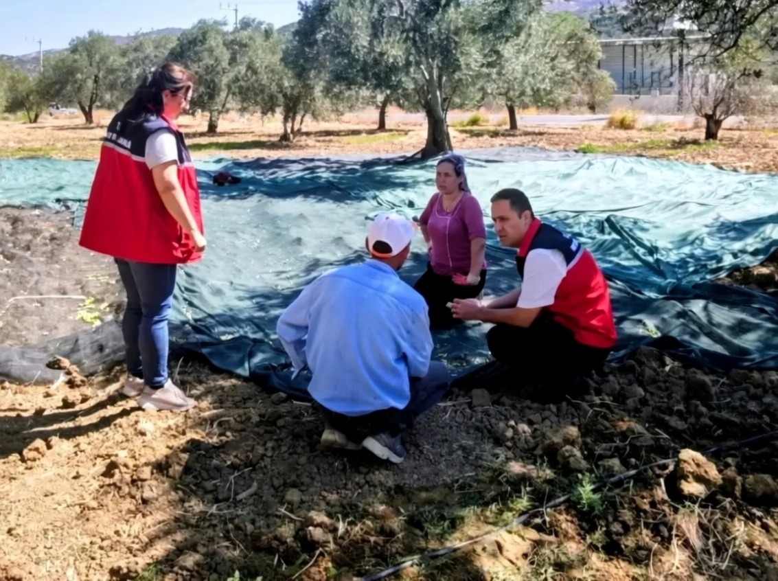 Gömeç'te zeytin hasadı başladı
