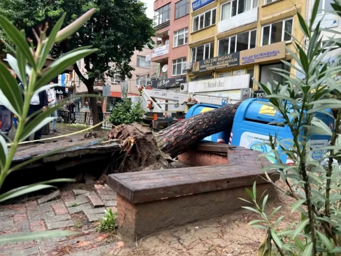 İzmit'te parktaki ağaç devrilerek sokağın bir bölümünü kapattı