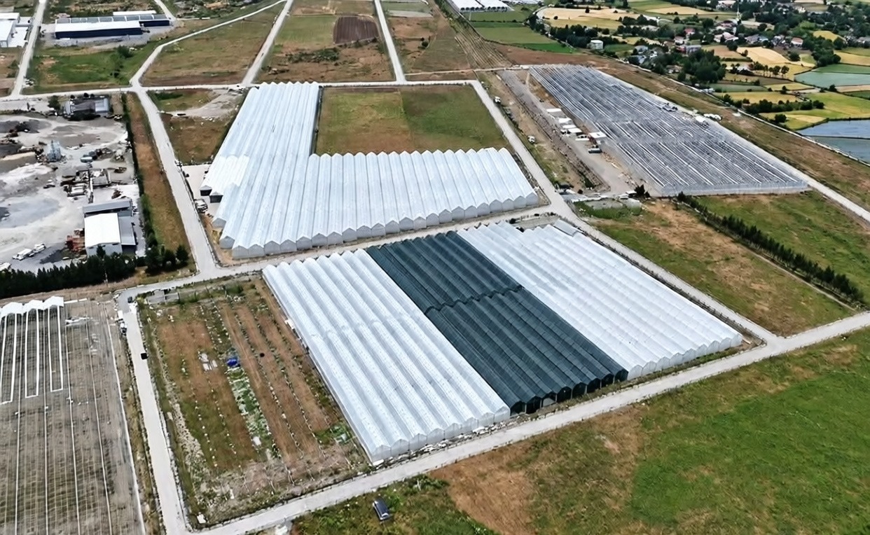 Samsun Bafra'daki organize tarım bölgesinde modern sera yatırımları hız kazandı