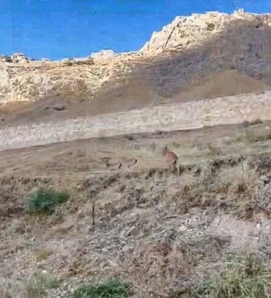 Palu Kalesi çevresinde nesli tehlikedeki dağ keçileri görüldü