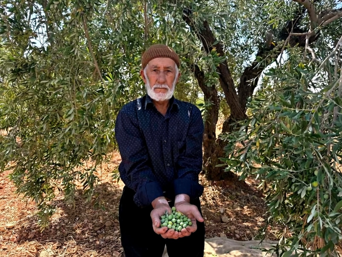Gaziantep Oğuzeli'nde sofralık yeşil zeytin hasadı başladı