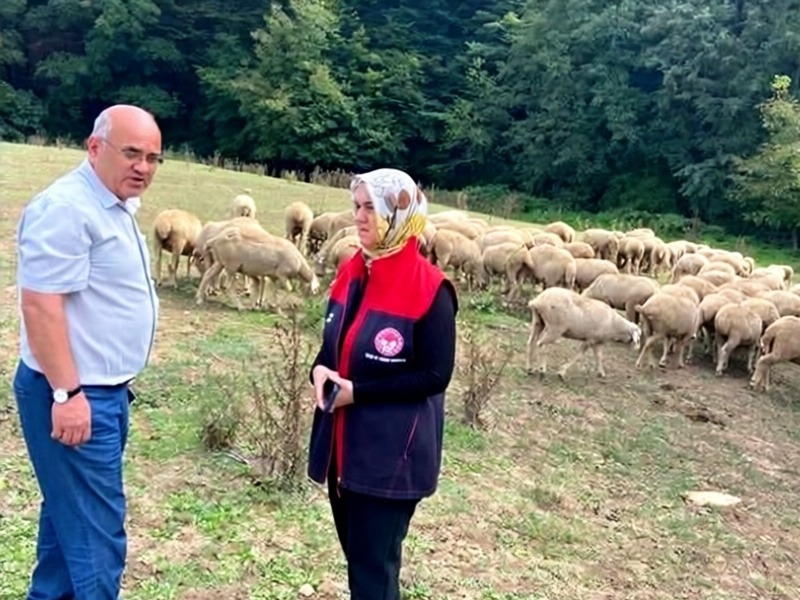 Düzce'de üreticiye 100 küçükbaş hayvan teslim edildi