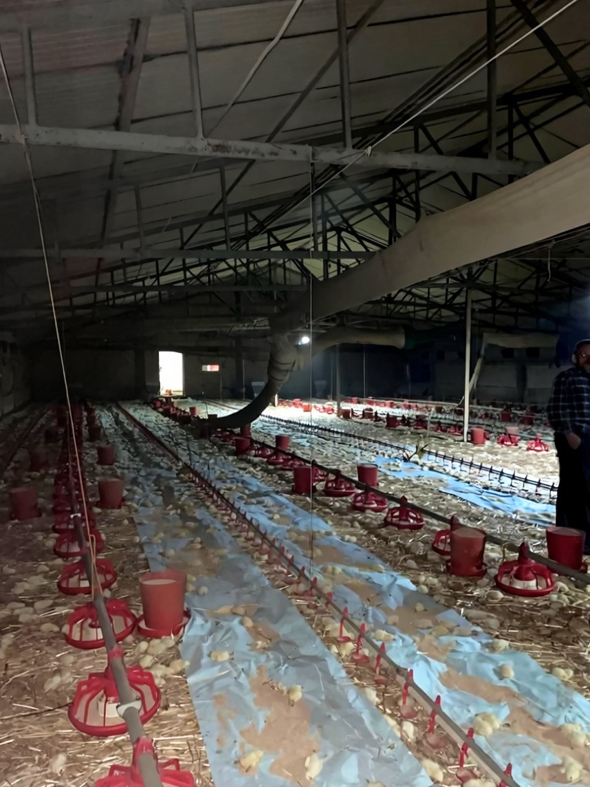 Bolu'nun Göynük ilçesinde çıkan kümes yangınında 24 bin civciv öldü