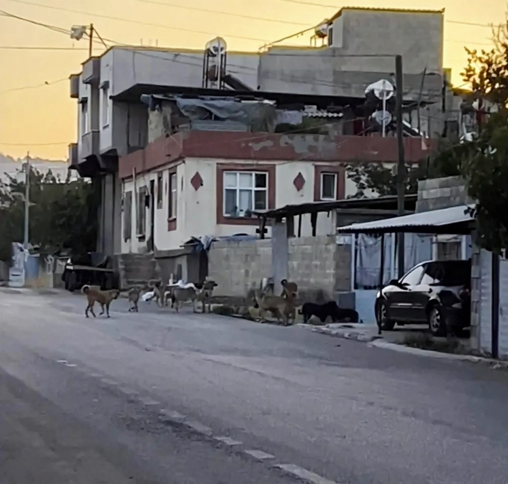 Gaziantep Oğuzeli'nde sürü halindeki sokak köpekleri mahalleliyi tedirgin etti