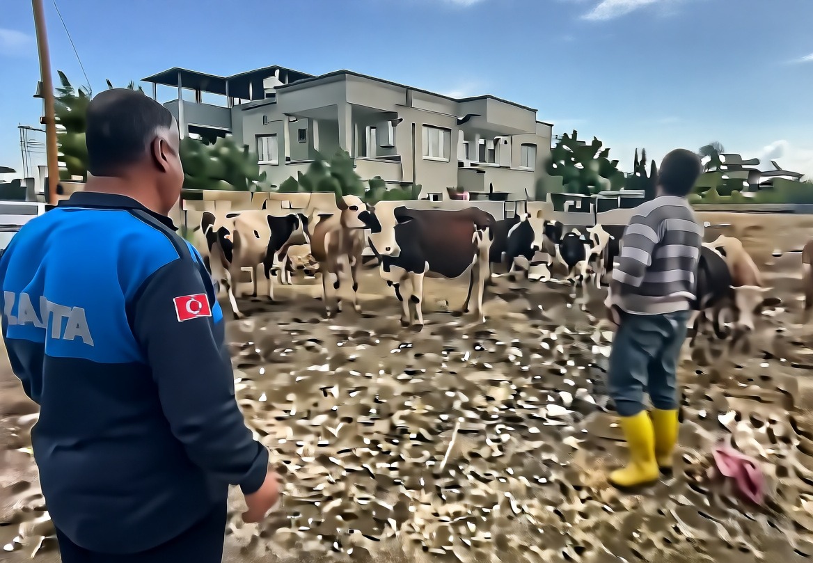 İslahiye'de kaybolan 17 büyükbaş hayvan kulak küpeleriyle bulundu
