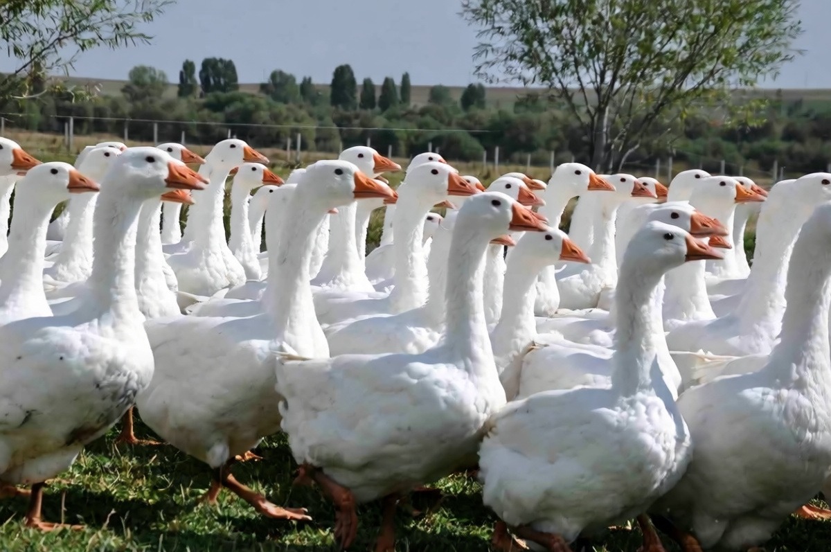 Kars kazında kış öncesi besi dönemi başladı