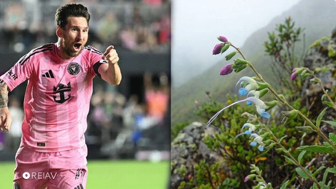 Peru And Dağları'nda keşfedilen yeni bitki türüne Messi'nin adı verildi
