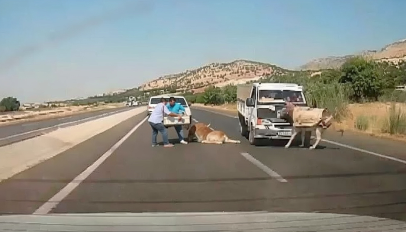 Adıyaman'da kamyonetin eşeğe çarpması sonucu eşek telef oldu