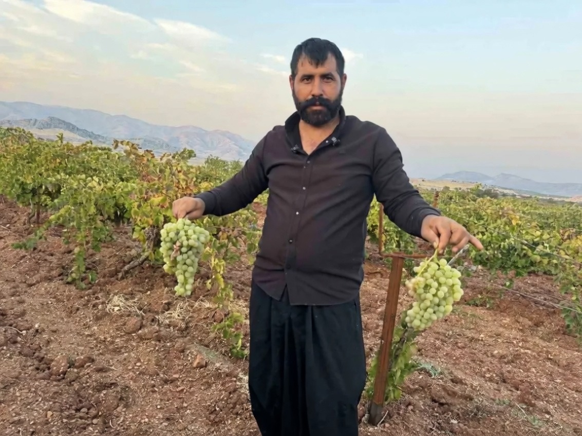 Diyarbakır Çermik'te üzüm hasadı başladı