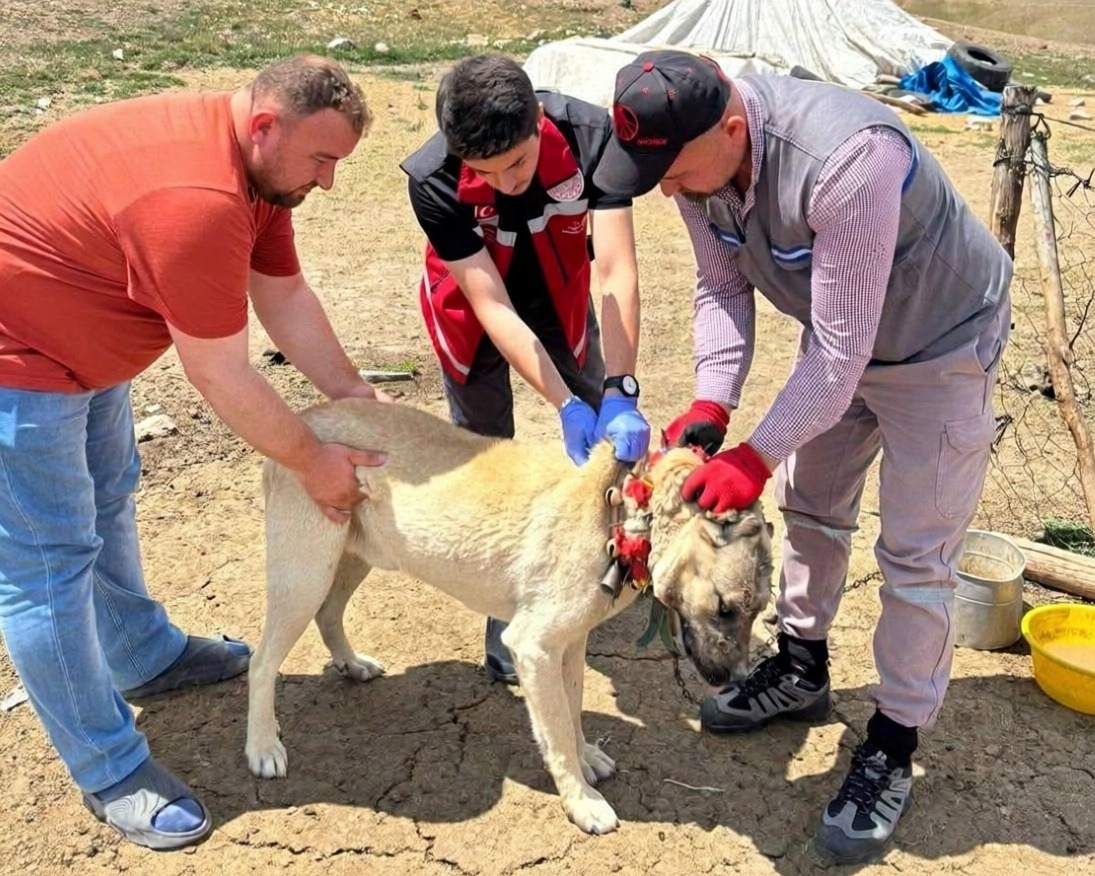 Yozgat Valiliği köpek sahiplerini kayıt ve aşı konusunda uyardı
