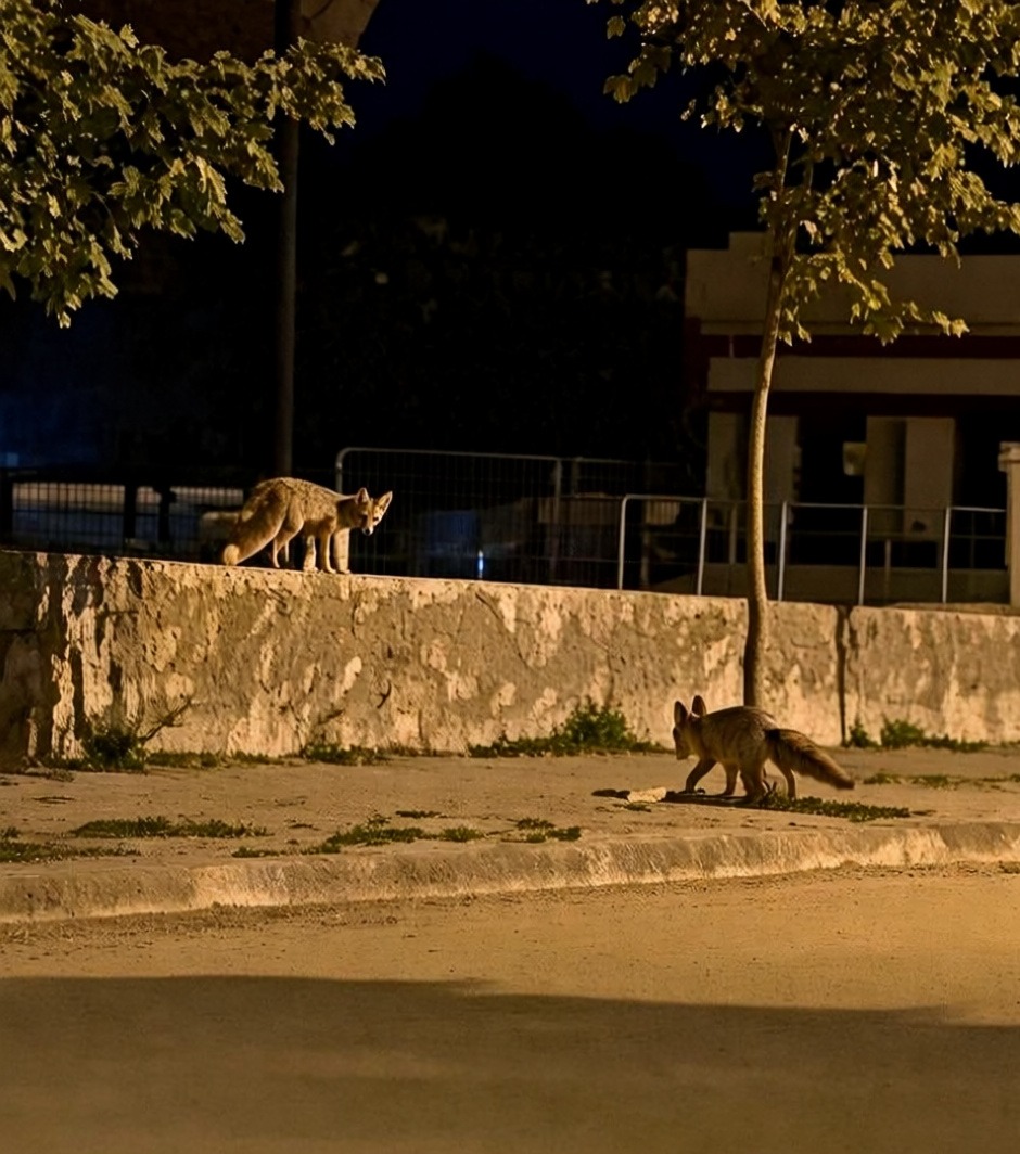 Erzincan'da yaban hayvanları yerleşim yerlerinde görüldü