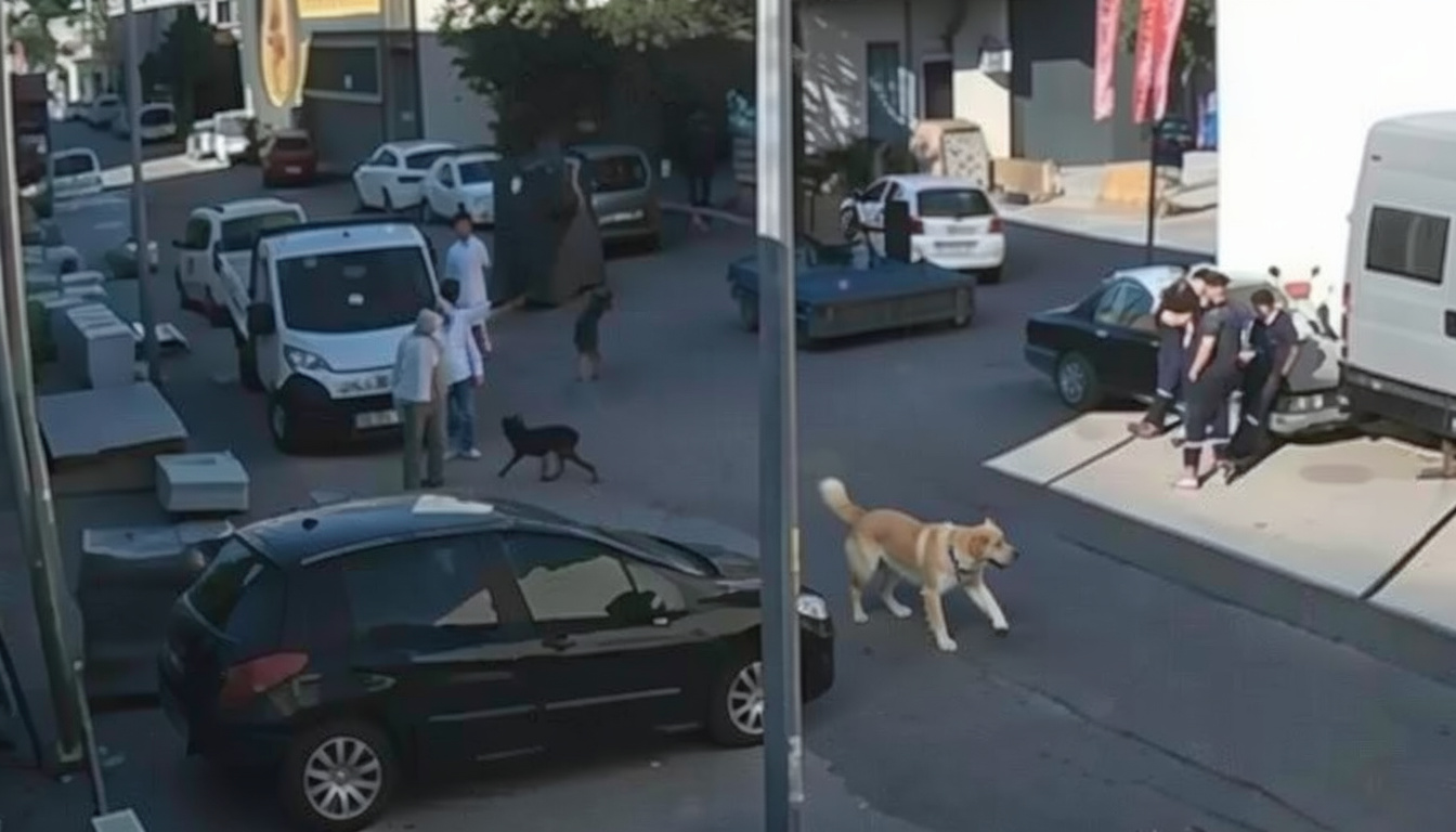 Ankara'da tasmasız köpekten kaçan 15 yaşındaki çocuk hayatını kaybetti