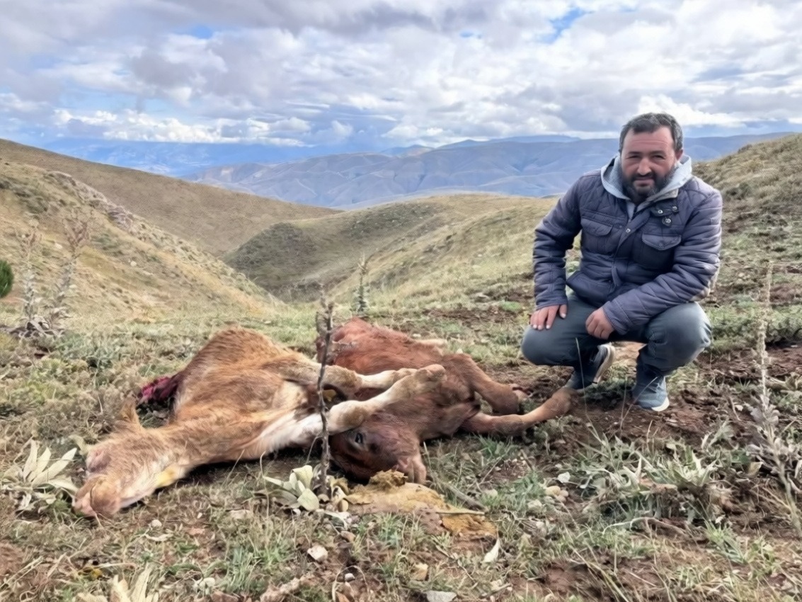 Erzincan'da ayı saldırısında iki buzağı telef oldu