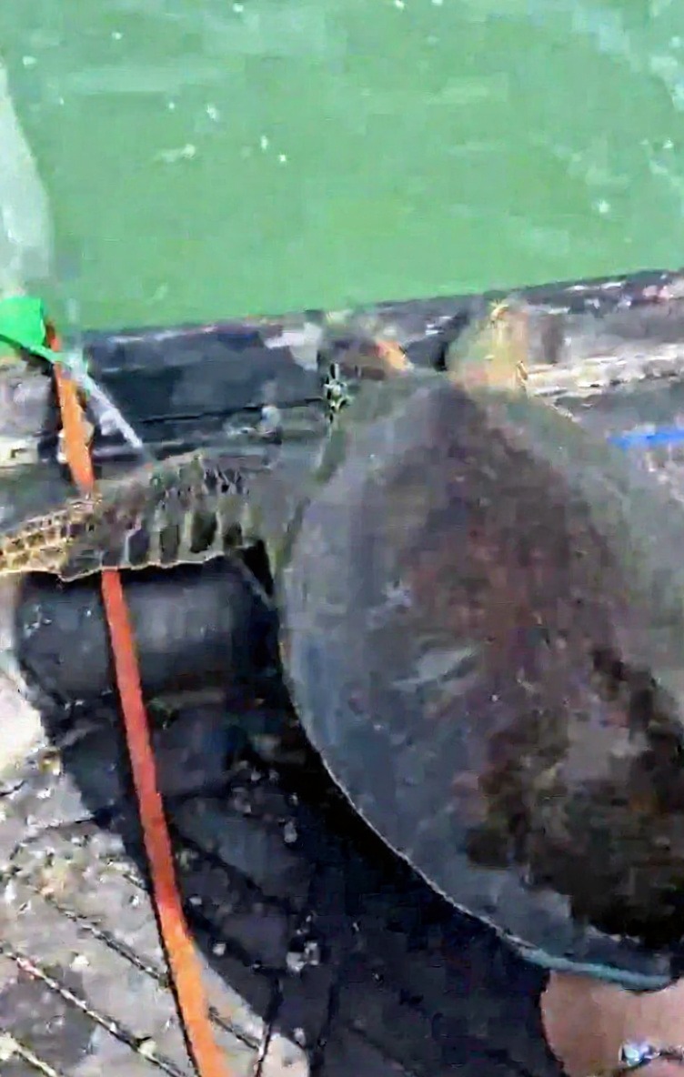 Milas açıklarında pet şişeye bağlı caretta caretta kurtarıldı
