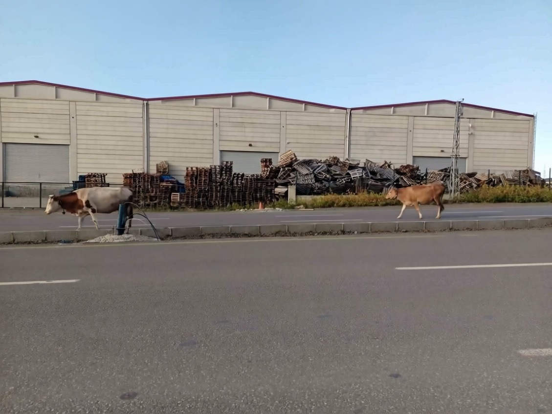 Samsun'da başıboş büyükbaş hayvanlar Elbistan Bulvarı'nda trafiği aksattı