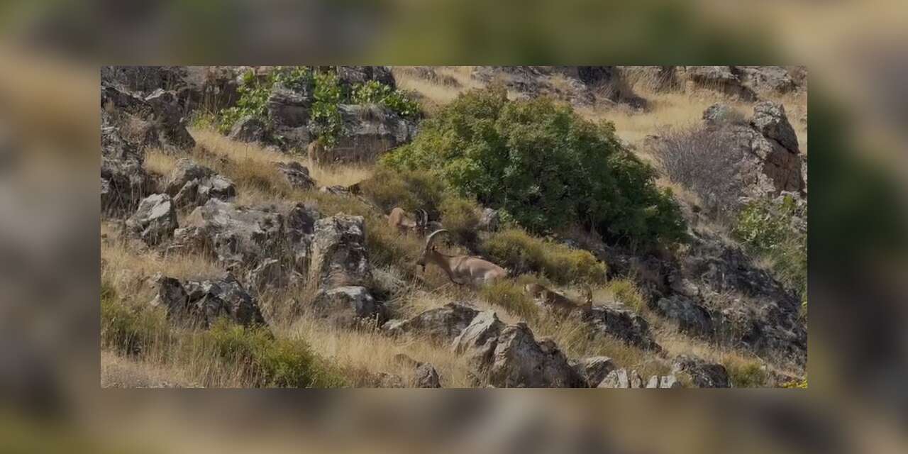 Elazığ'daki dağlık arazide koruma altındaki dağ keçisi sürüsü kaydedildi