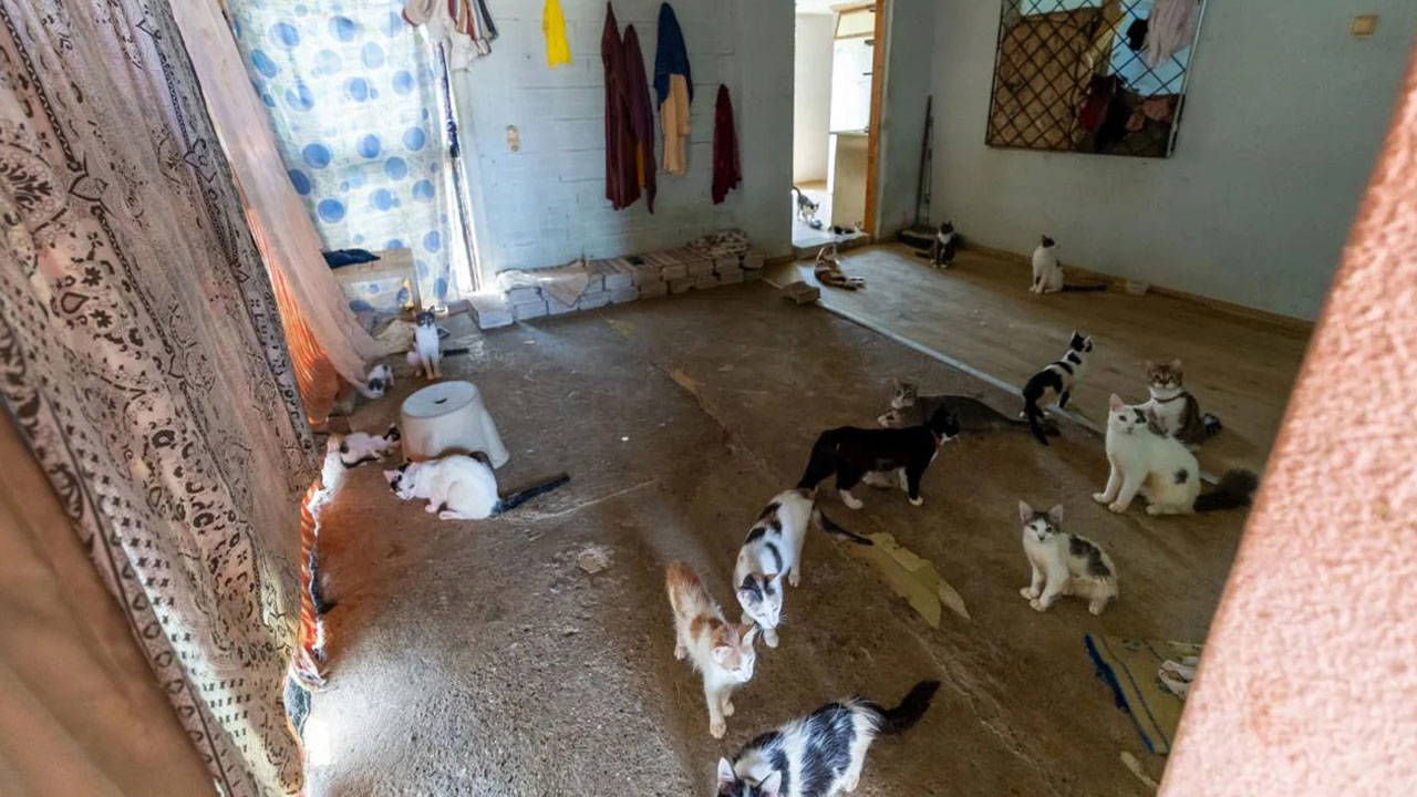 Mersin'de kötü koku ihbarı yapılan evden 100 kedi çıkarıldı