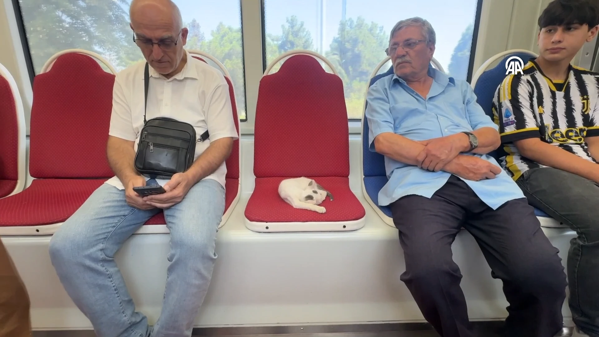 Samsun tramvayında koltukta uyuyan yavru kedi yolcuların ilgisini çekti