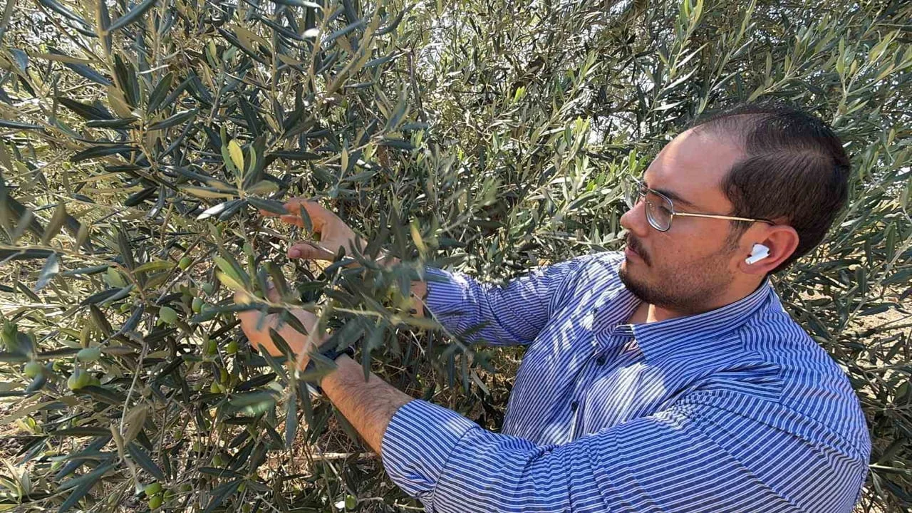 Zeytin hasadının 15-20 gün erken başlaması bekleniyor