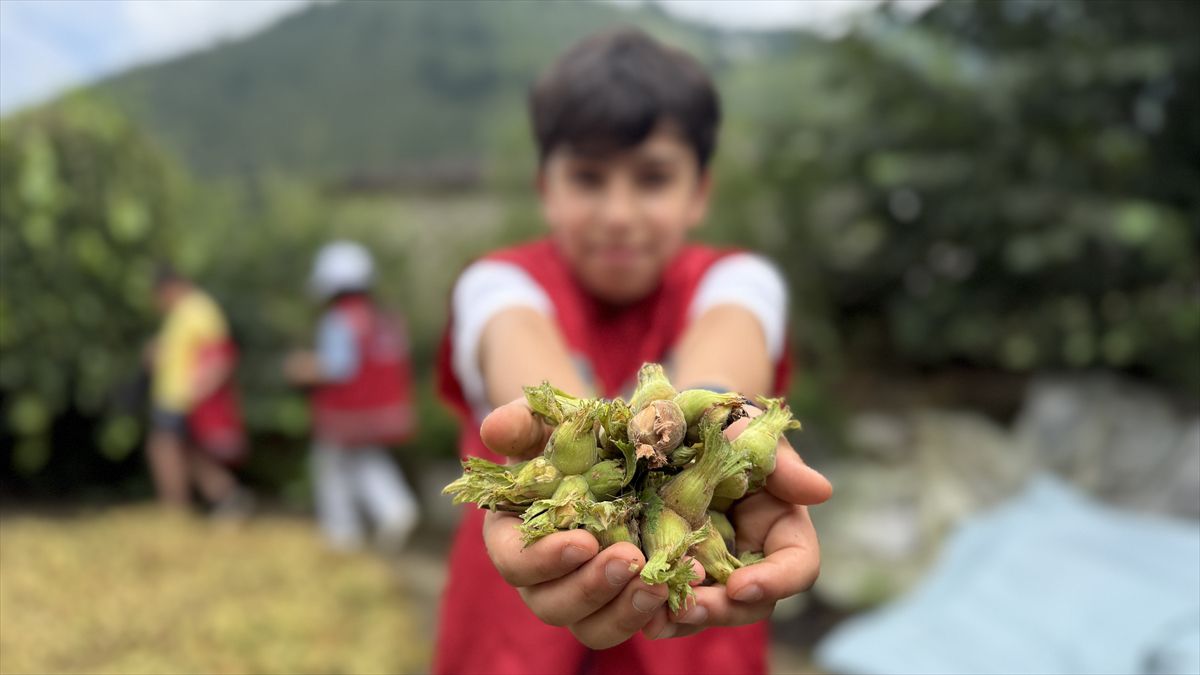 Trabzon'da çocuklara fındık bahçesinde organik tarım eğitimi verildi