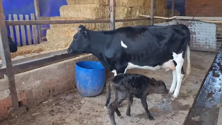 Kocaeli'de iki gündür kayıp olan gebe inek yavrusuyla ahıra döndü
