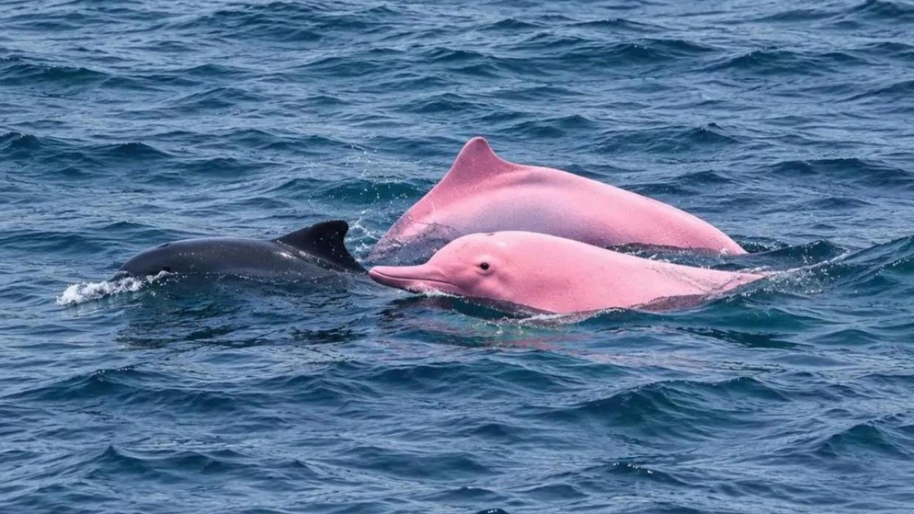 Umman kıyılarında pembe renkli yunus görüntülendi