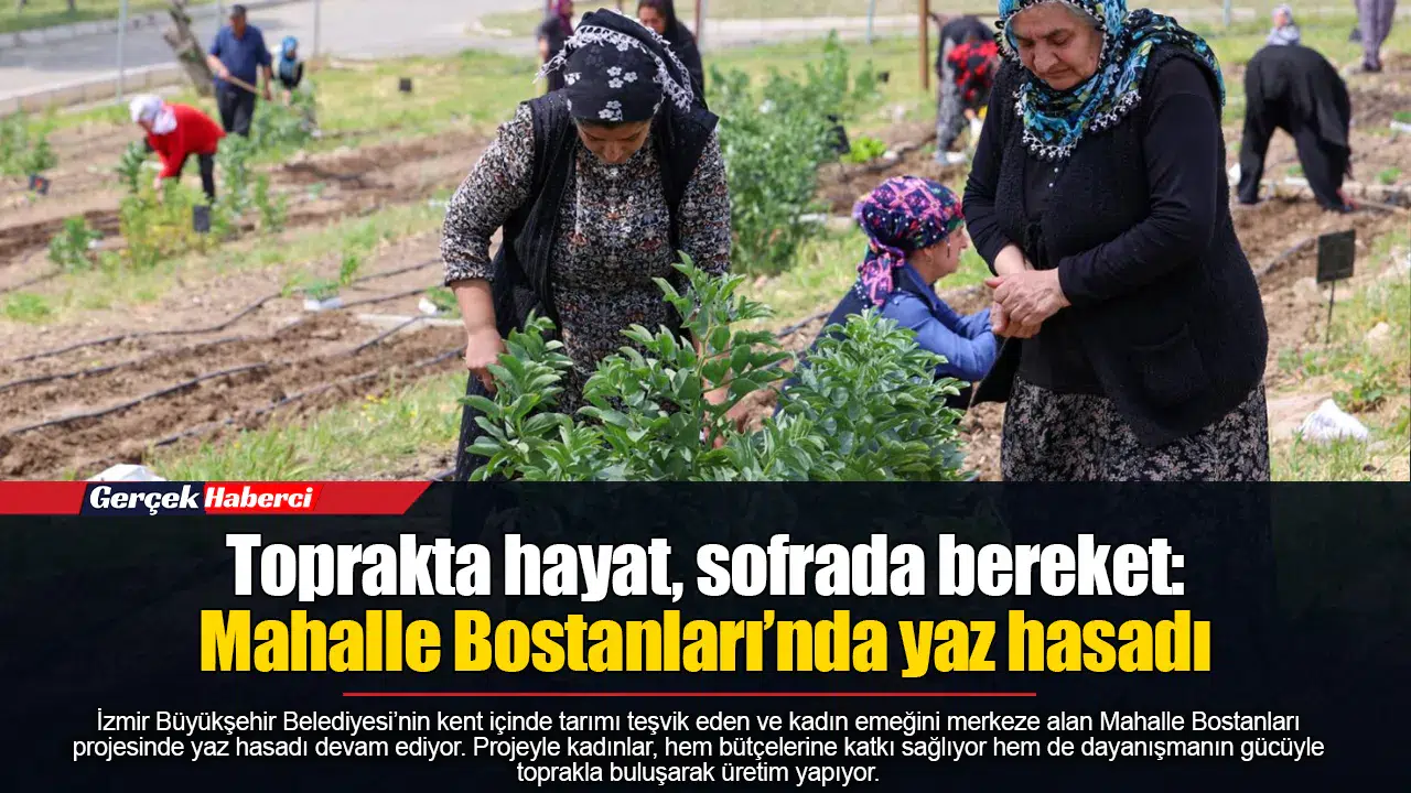 İzmir'deki Mahalle Bostanları projesinde kadınlar yaz hasadını gerçekleştiriyor