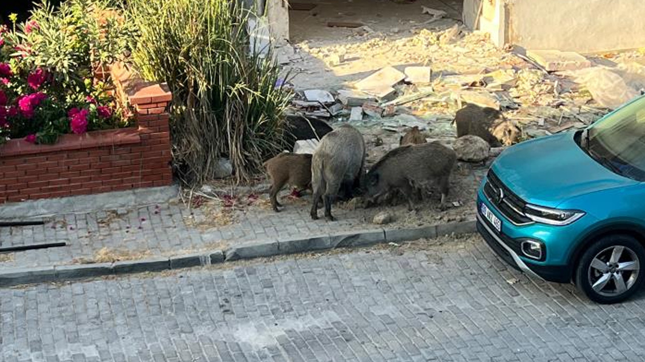 Kuşadası Türkmen Mahallesi'nde yaban domuzu sürüsü sokaklara girdi