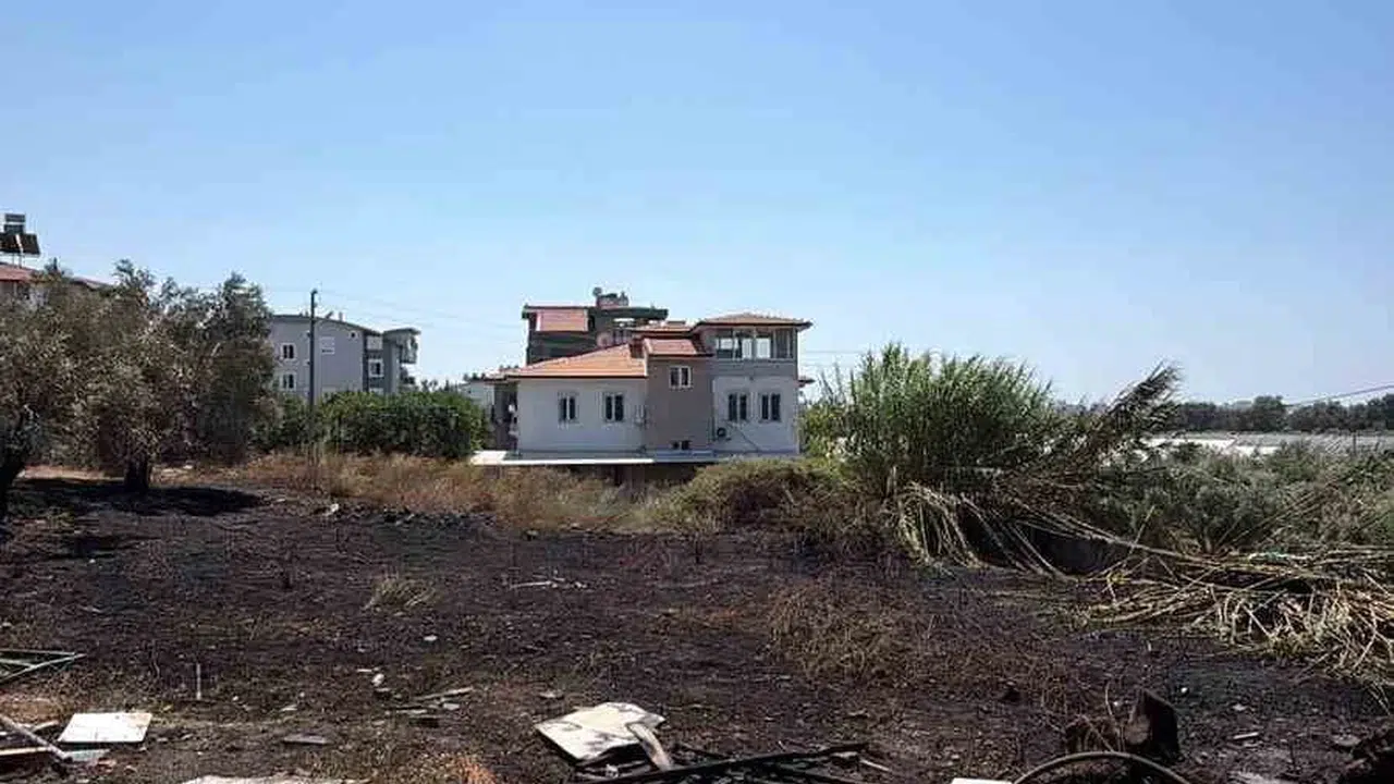 Manavgat'ta kuru ot yangını zeytinliklere zarar verdi