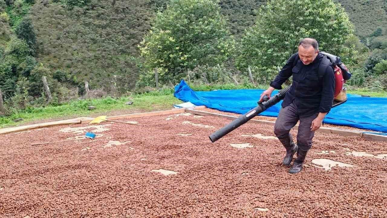 Giresunlu fındık üreticisi yağış nedeniyle ürününü körükle kurutuyor