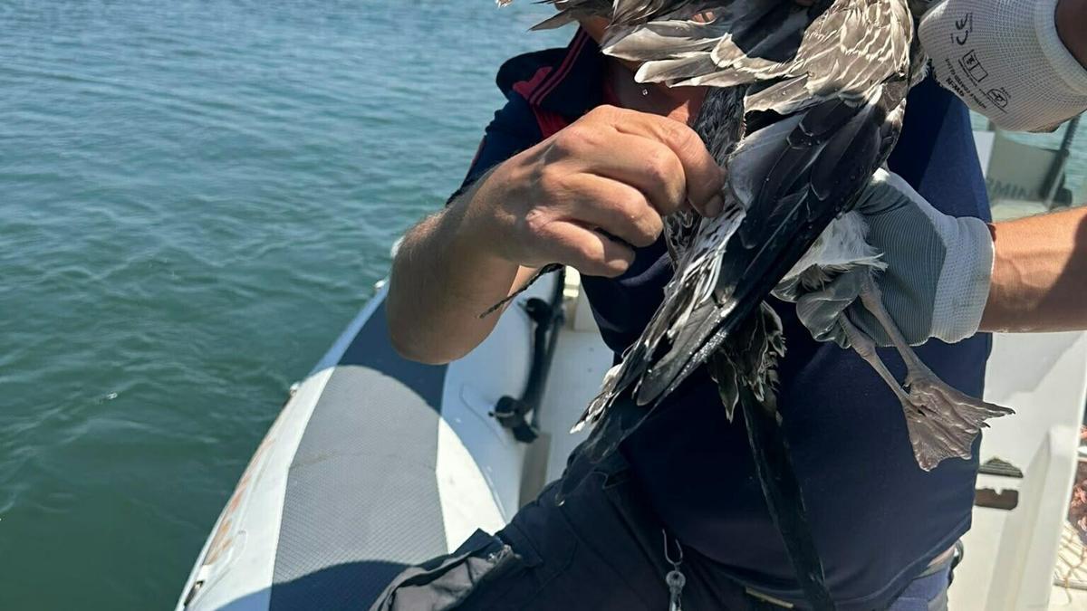 İzmir'de kanadına misina dolanan martı itfaiye ekiplerince kurtarıldı
