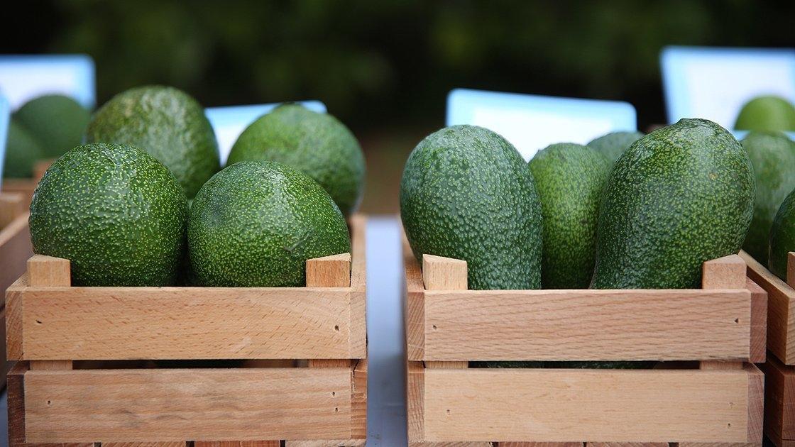 Türkiye'nin avokado üretimi 2025 yılında 68 bin tonu aştı
