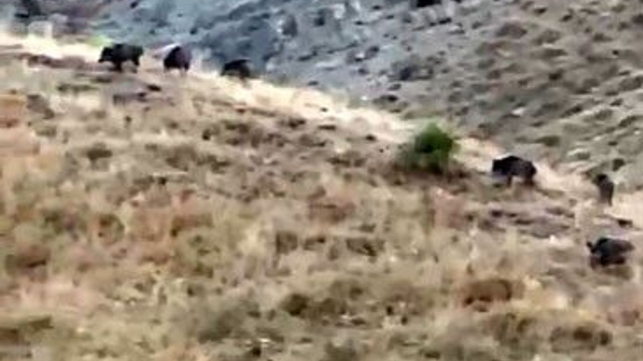 Yüksekova'da domuz sürüleri elma ve ceviz bahçelerini talan etti
