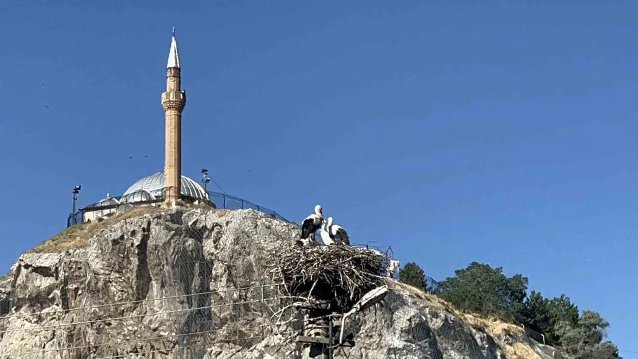 Sivas'ta her yıl aynı yuvaya dönen leylekler mahalleliyle komşu oldu