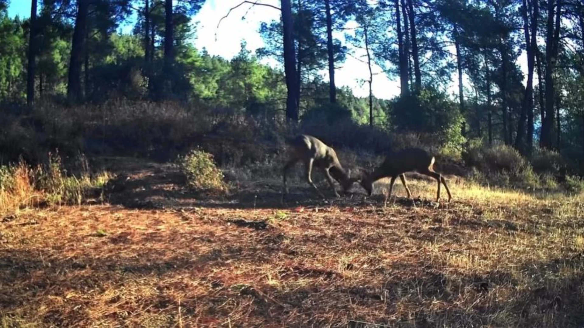 Ganos Dağları'ndaki fotokapanlar iki karacanın mücadelesini kaydetti