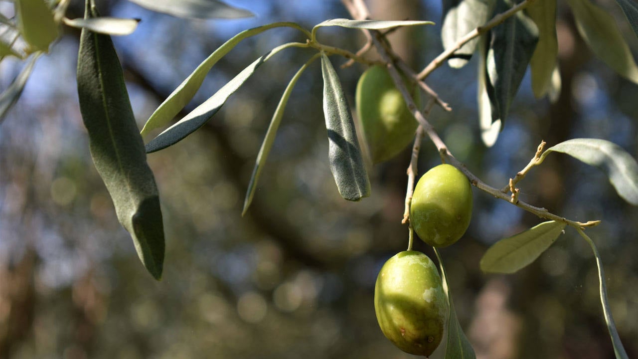 Kadirli'de zeytin üreticileri düşen fiyatlar ve artan maliyetler nedeniyle zor durumda