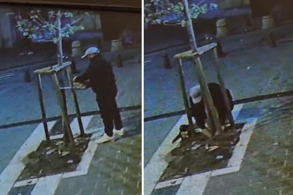 Fatih'te kuyumcu dükkanının önündeki ağacın kesilmesi üzerine inceleme başlatıldı