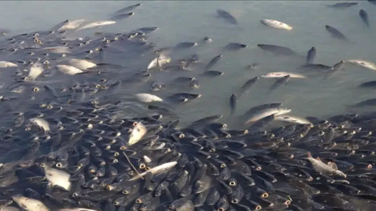 Ardahan'da Kura Nehri'nde onlarca balık öldü