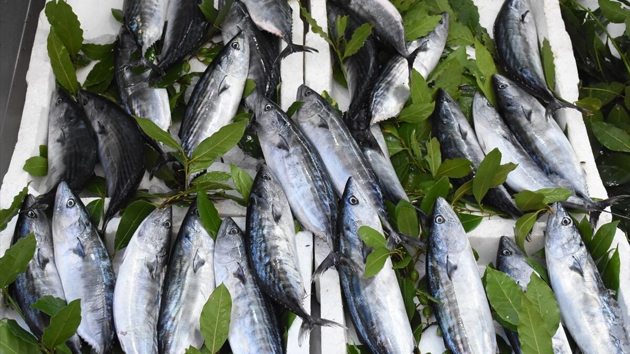 Ordu'da palamut bolluğu balık tezgahlarında hareketlilik sağladı