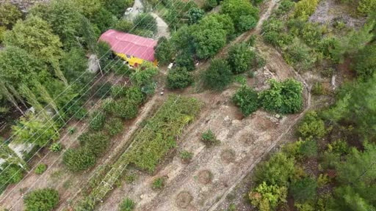 Saimbeyli'de geleneksel yöntemlerle pekmez üretimi başladı