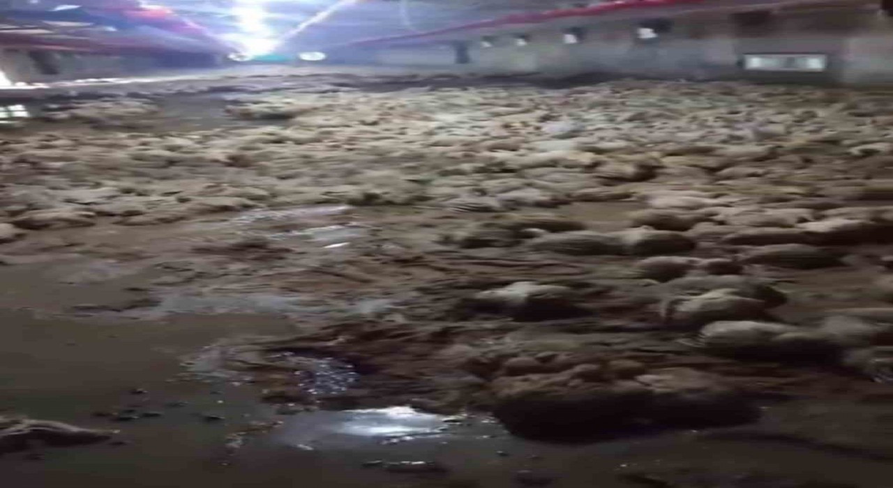 Sakarya Akyazı'da su baskını sonucu tavuk kümesi sular altında kaldı