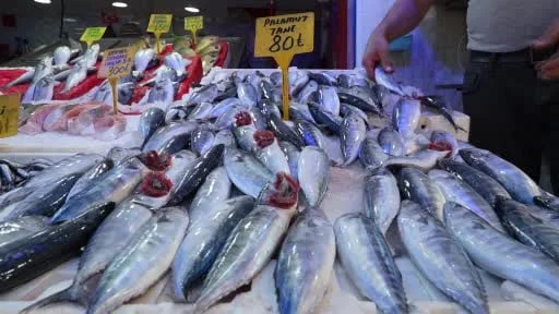 Samsun'da palamut bolluğu tezgahlara taşındı